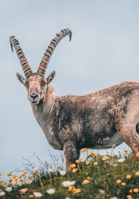 Steinbock steht auf einer Wiese in Tirol