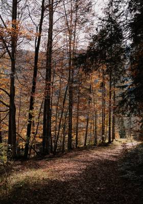 Wald bei Achenkirch im Herbst