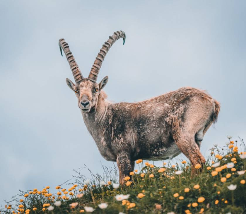 Steinbock steht auf einer Wiese in Tirol